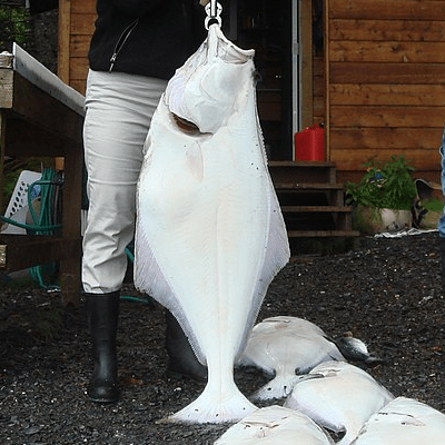 Halibut Huge